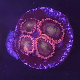 Pink Taffy Zoanthid