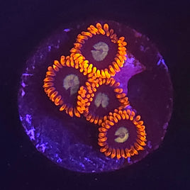 Burning Suns Zoanthid