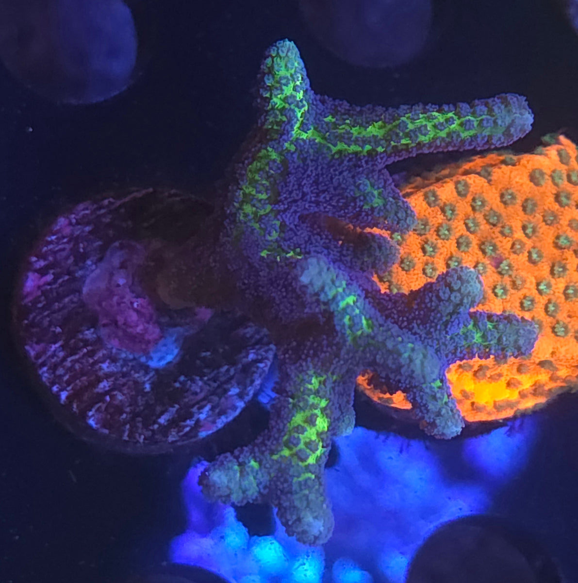 Birds of Paradise Birdsnest - Aquacultured SPS Coral | Reef Gurus| Reef ...