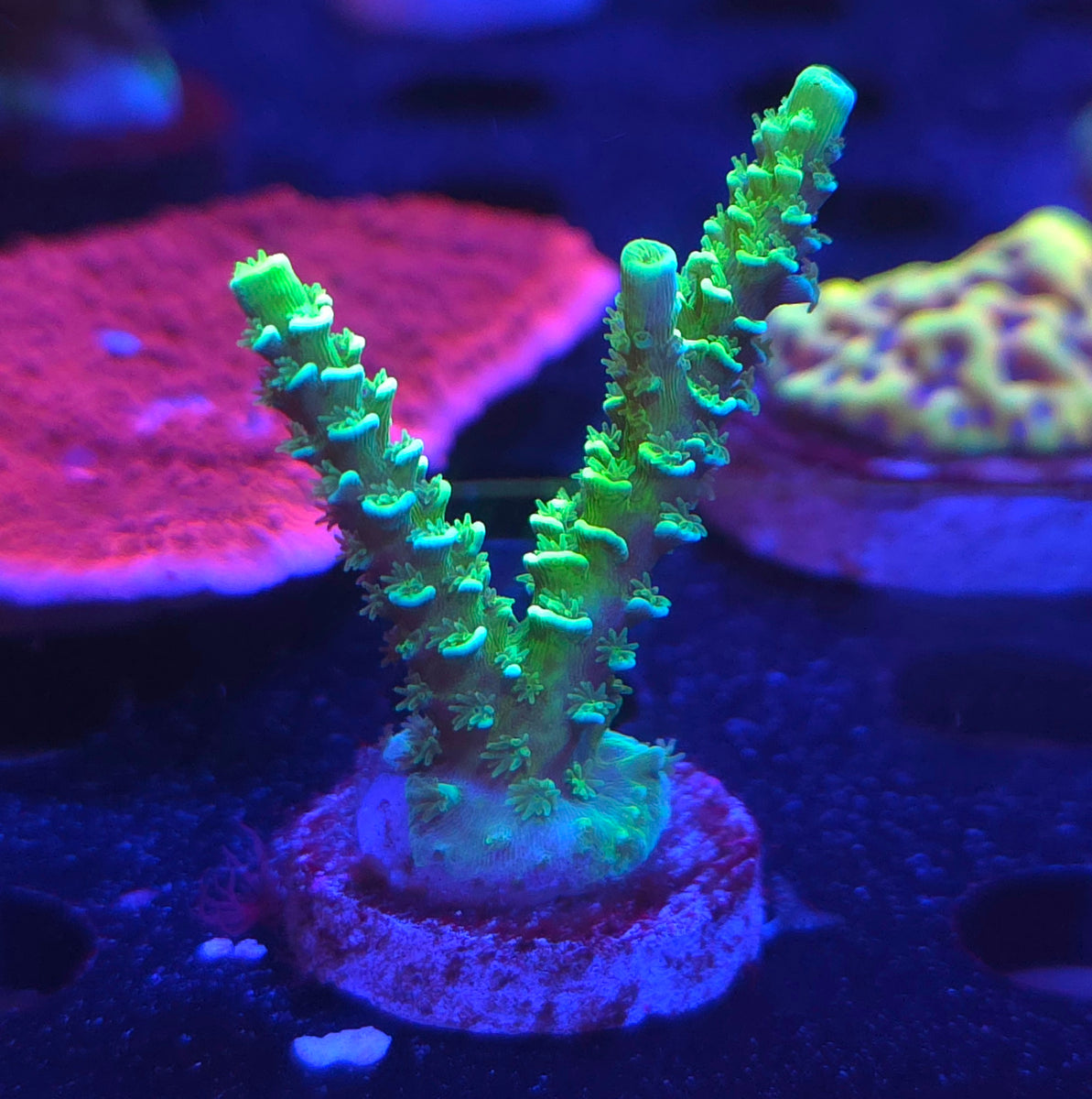 Glow Stick Acropora – WYSIWYG Aquacultured SPS | Reef Gurus| Reef Gurus