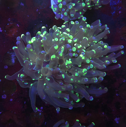 Splatter Frogspawn 2 Heads – WYSIWYG live coral, exact piece pictured