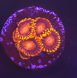 Bam Bam Zoanthid