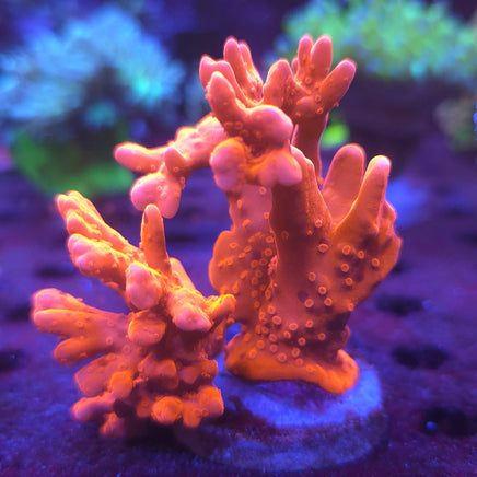 Orange Montipora Setosa – WYSIWYG live coral, exact piece pictured