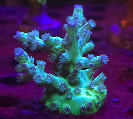 Green Branching Cyphastrea – WYSIWYG live coral, exact piece pictured
