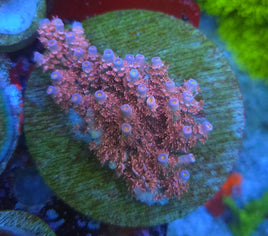 RRA Ultimate Orange Passion Acropora (Mini Colony)