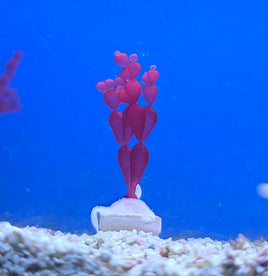 String of Pearl Macro Algae (Coelarthrum sp.)