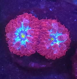Arc Reactor Blasto