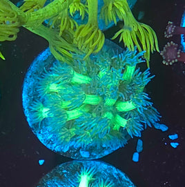 Hulk Goniopora