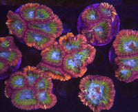ACI Jynx Dipsastraea - Stock Frag Chunky!