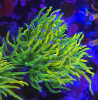 ASD OG Holy Grail Torch – WYSIWYG live coral, exact piece pictured