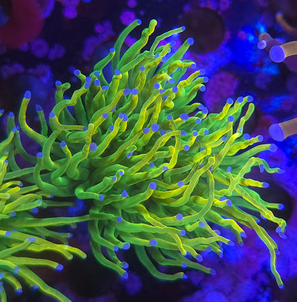 ASD OG Holy Grail Torch – WYSIWYG live coral, exact piece pictured