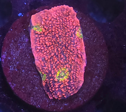 Pink Boobies Chalice – WYSIWYG live coral, exact piece pictured
