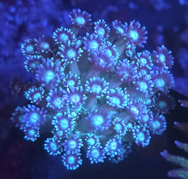 Baja Blast Goniopora