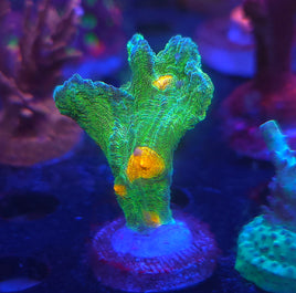 Space Invader Pectinia