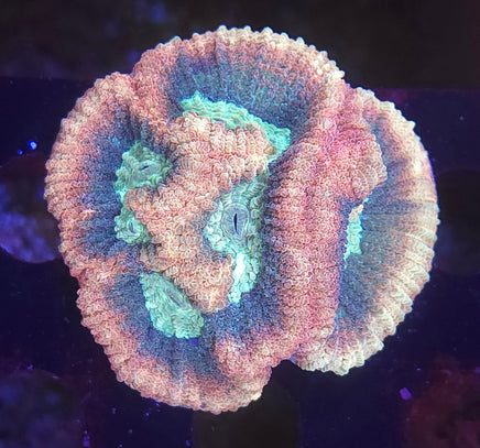 Prism Favia – WYSIWYG live coral, exact piece pictured