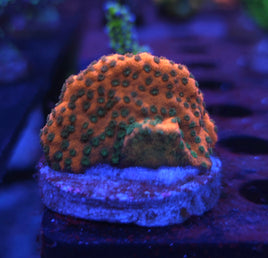 Sunset Montipora