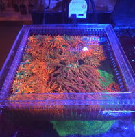 Tsunami 10x10 Acrylic Anemone Box