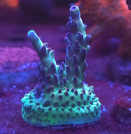 Raspberry Limeade Acropora