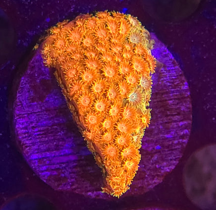 Circuit Breaker Cyphastrea – WYSIWYG live coral, exact piece pictured