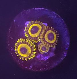 LA Lakers Zoanthid
