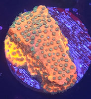 Sunset Montipora
