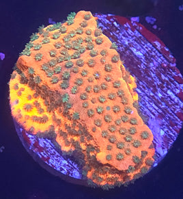 Sunset Montipora