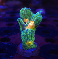 Space Invader Pectinia