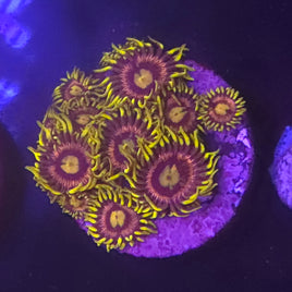 Mister Twister Zoanthid