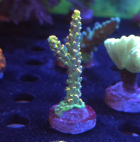 BKchem Fruit Loops Acropora