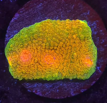 Mummy Eye Chalice – WYSIWYG live coral, exact piece pictured