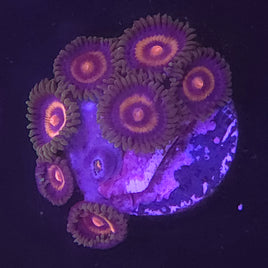 Plasma Cutter Zoas
