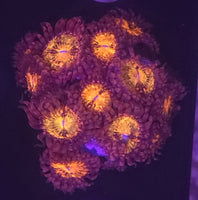 Sakura Zoanthids