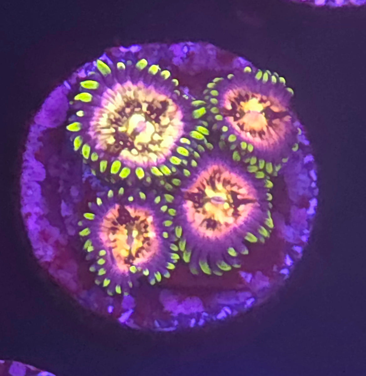 Nirvana Zoanthids for Sale | Premium Softie Coral | Reef Gurus| Reef Gurus