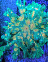 Space Invader Pectinia