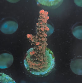 TSA Bill Murray Acropora