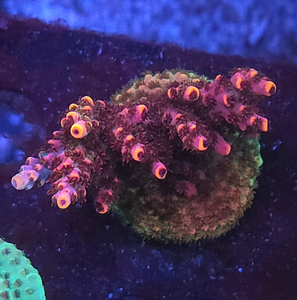 Panty Dropper Acropora – WYSIWYG live coral, exact piece pictured