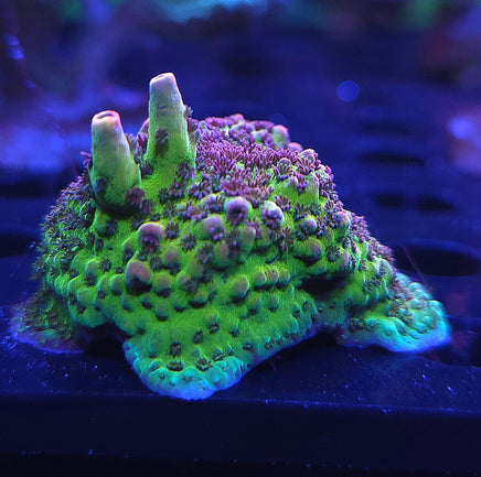 PRC Fruity Pebbles Acropora (Acropora sp.) – WYSIWYG live coral, exact piece pictured