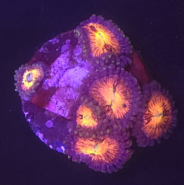 Pandora Zoanthids