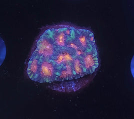 Vivid's Baby Breath Favia